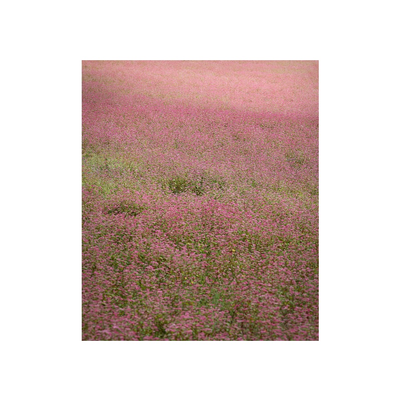 Cowgirl Grass - 图片 3